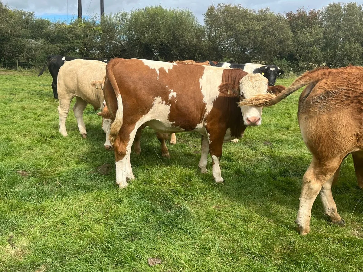 Bullocks Enniscorthy Mart Tuesday 2nd of September - Image 4
