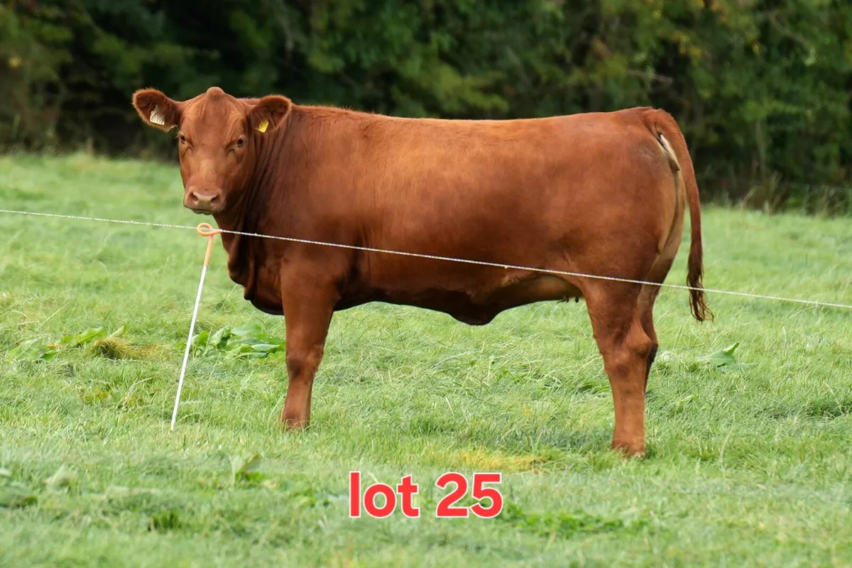 🔴🔴 Red Angus Heifers 🔴🔴 - Image 1