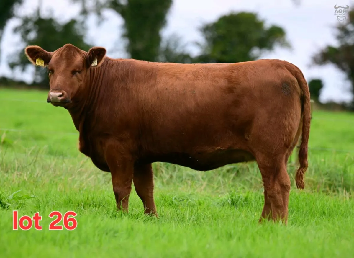 🔴🔴 Red Angus Heifers 🔴🔴 - Image 2
