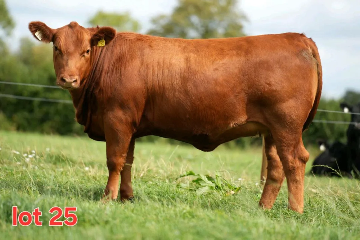 🔴🔴 Red Angus Heifers 🔴🔴 - Image 3