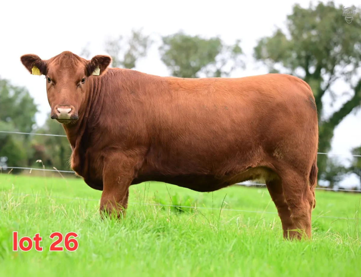 🔴🔴 Red Angus Heifers 🔴🔴 - Image 4