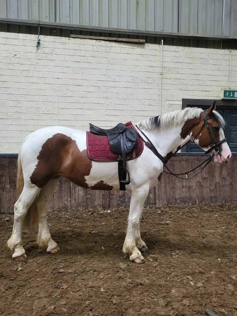 Lot No: 543  Goresbridge sales Thursday 04th Sept - Image 1