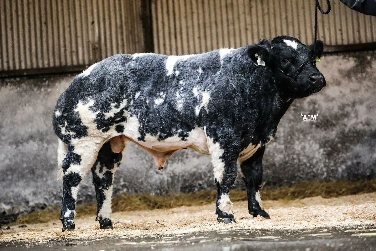 Cows with calves @ foot - Image 1