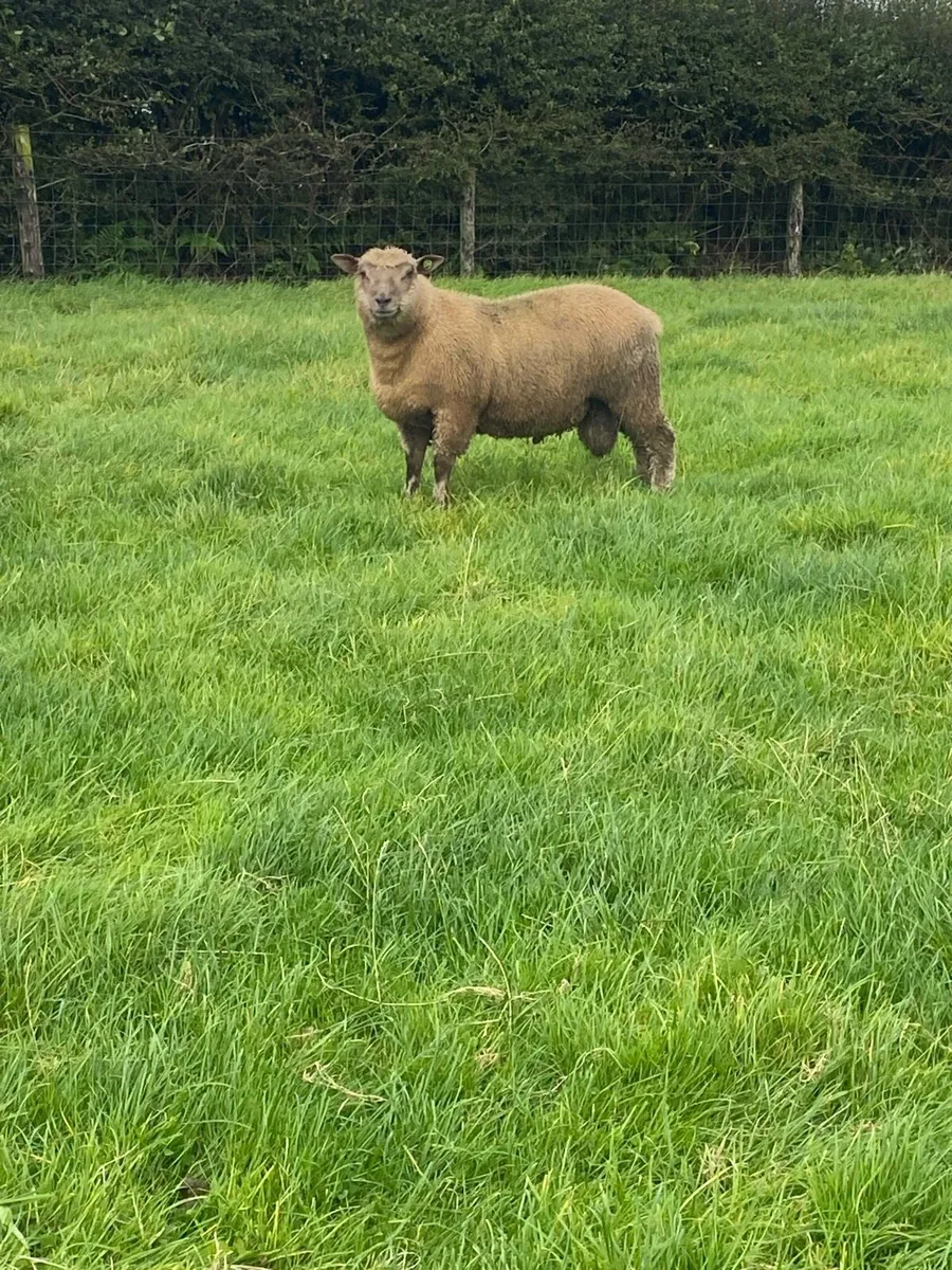 Pedigree Vendeen Ram Lambs - Image 2