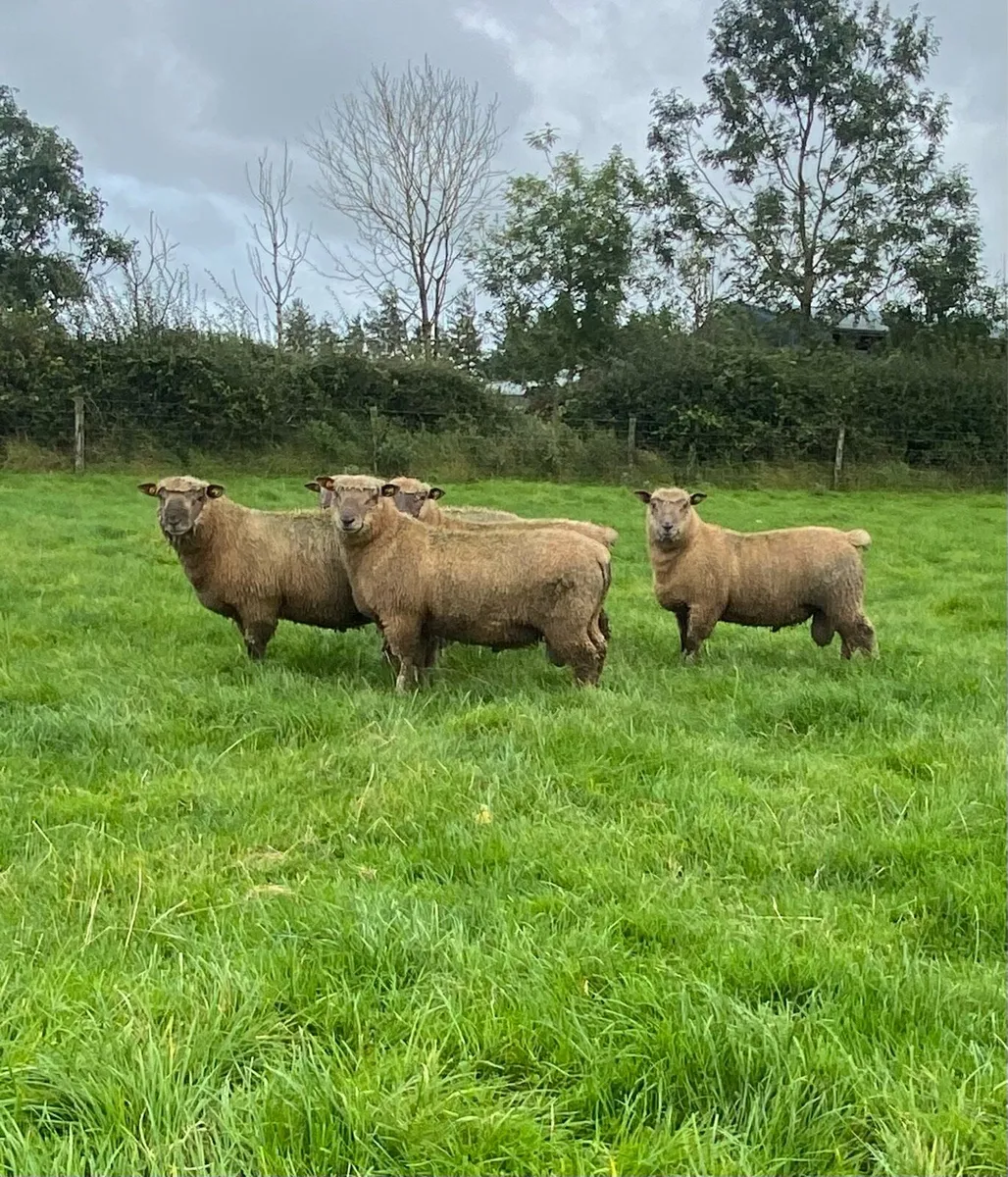 Pedigree Vendeen Ram Lambs - Image 3