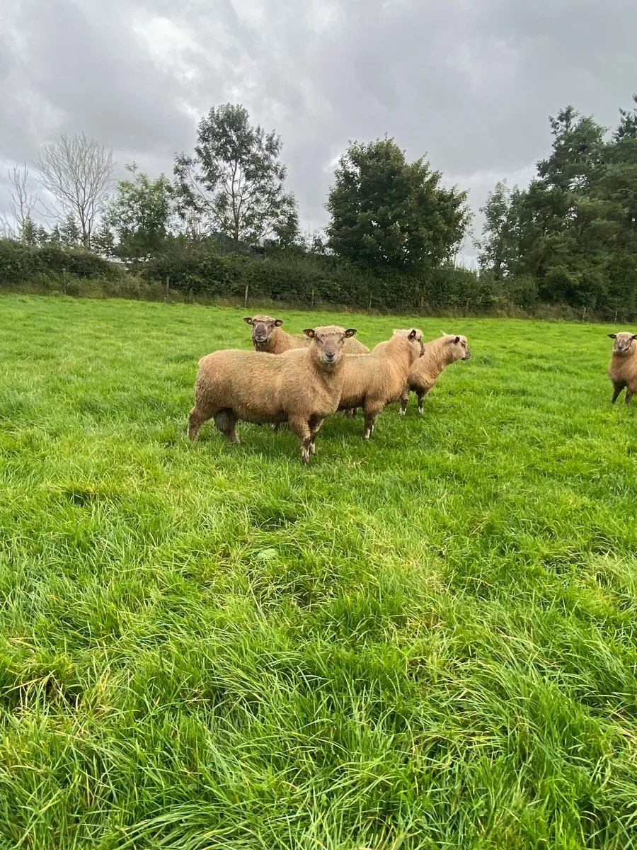 Pedigree Vendeen Ram Lambs - Image 4