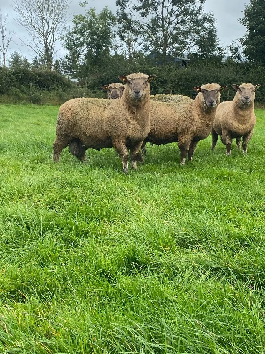 Pedigree Vendeen Ram Lambs - Image 1