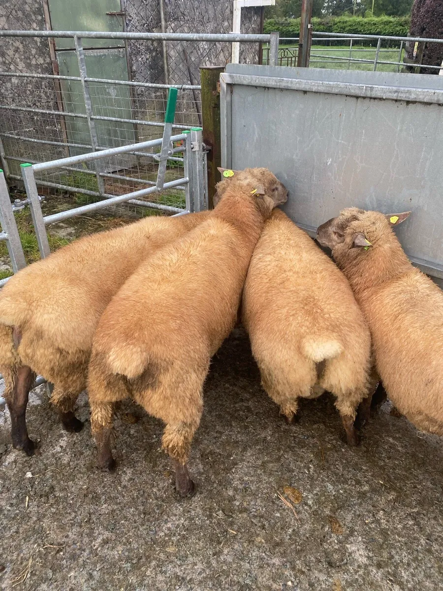 SIS approved Pedigree Vendeen Ram Lambs - Image 1