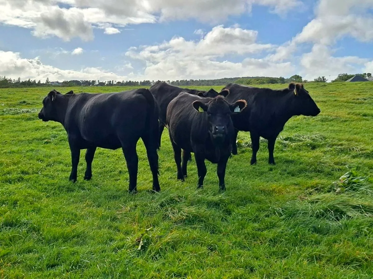 AA & HE Heifers - Image 1