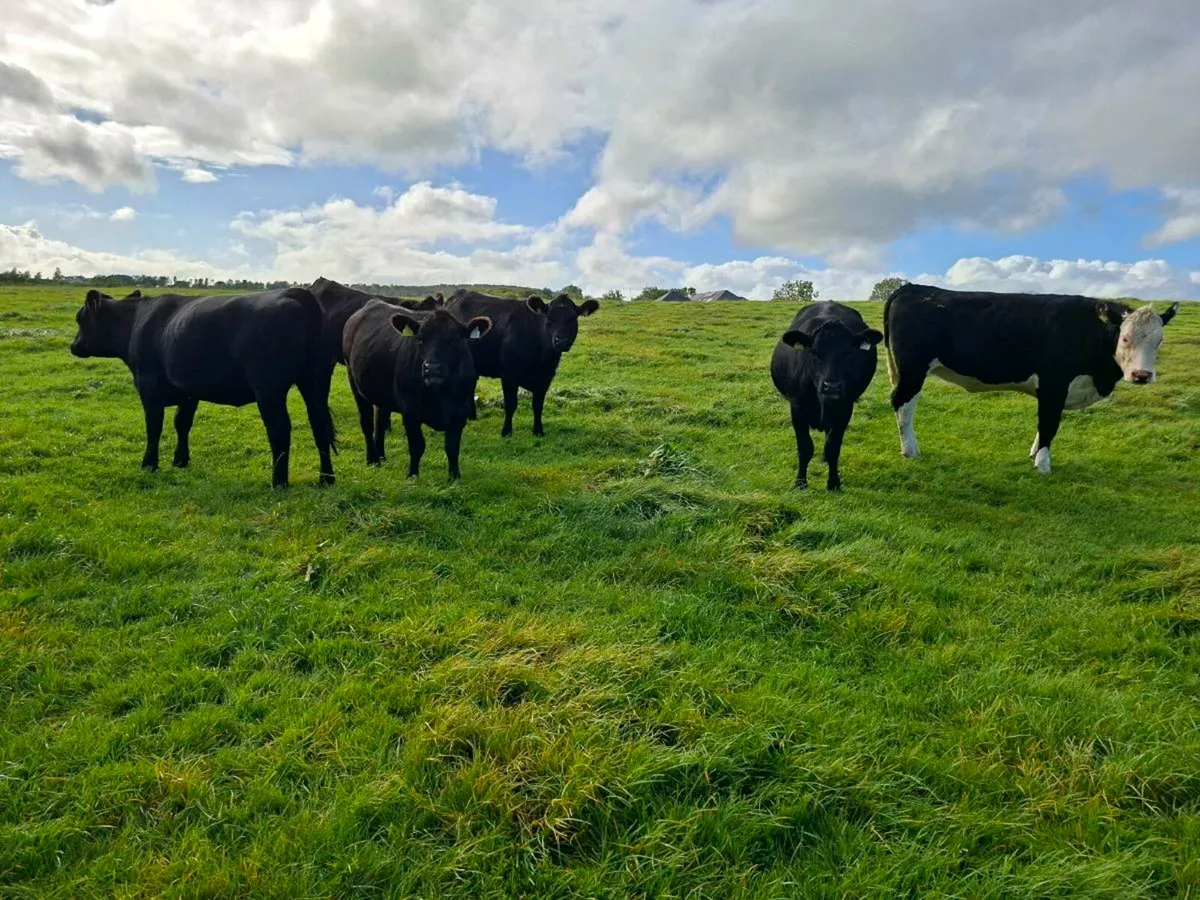 AA & HE Heifers - Image 2