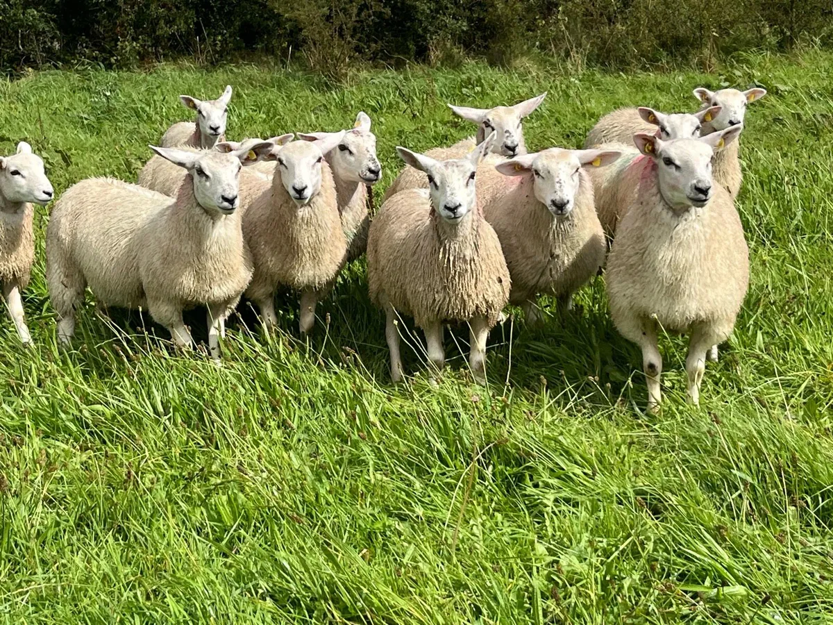 TEXAL BREEDING EWE LAMBS - Image 3