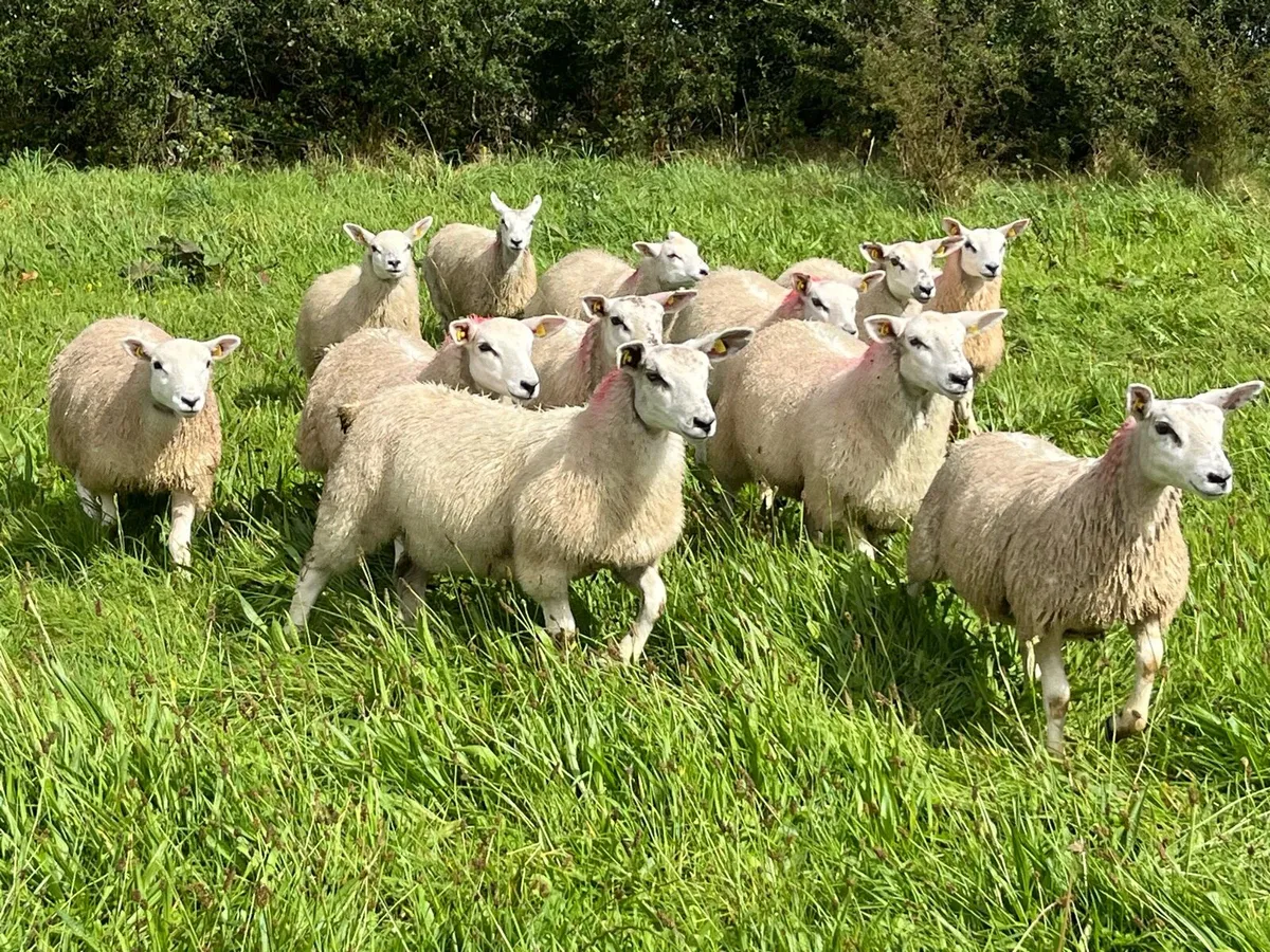 TEXAL BREEDING EWE LAMBS - Image 4