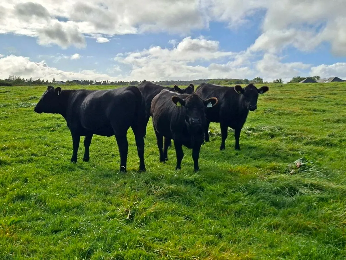 AA & HE Heifers - Image 3