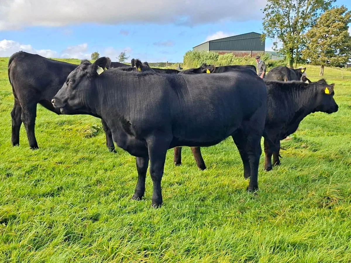 AA & HE Heifers - Image 4