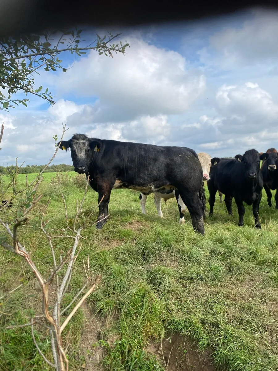 Bulling heifers - Image 1