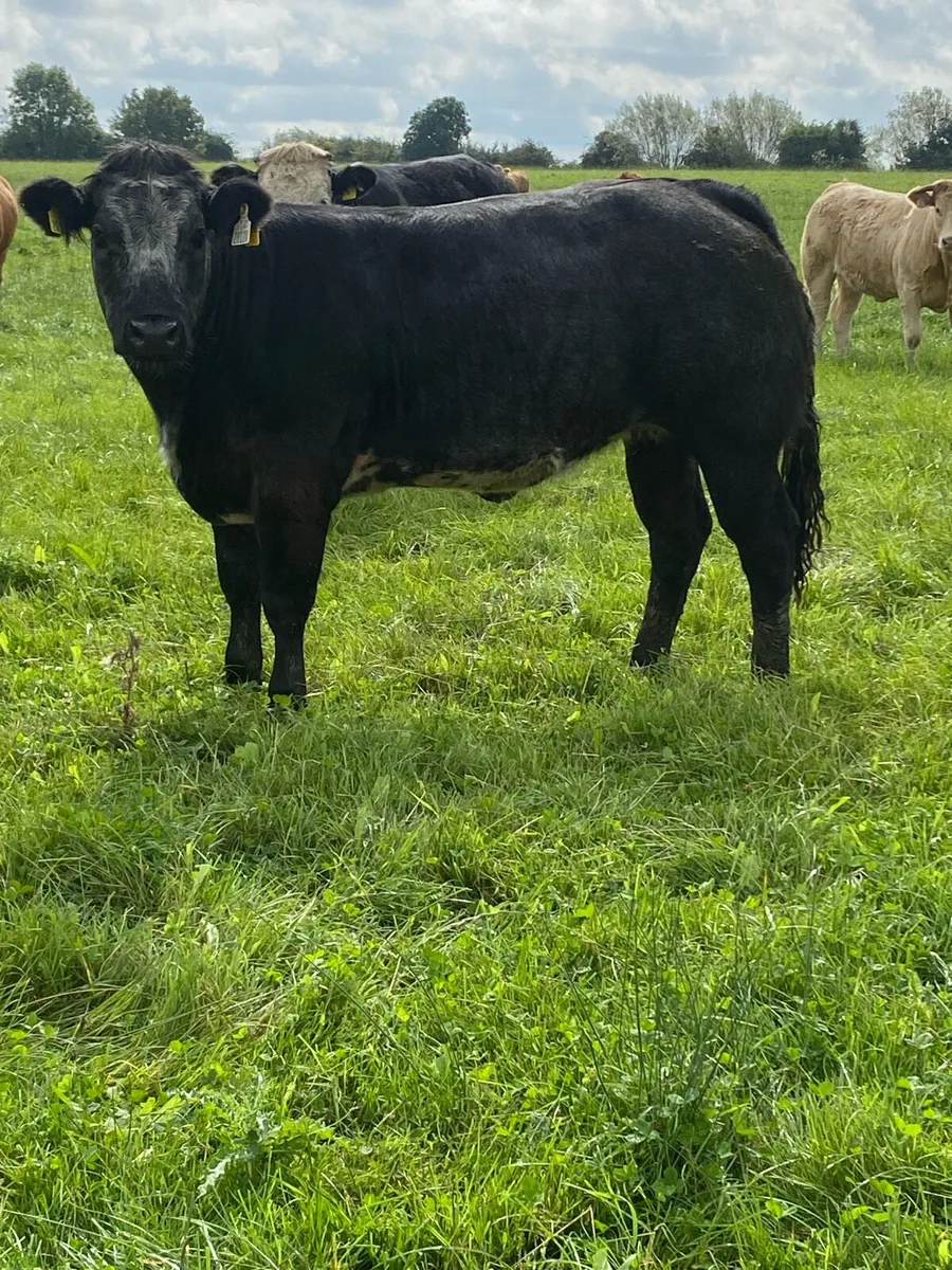 Bulling heifers - Image 2
