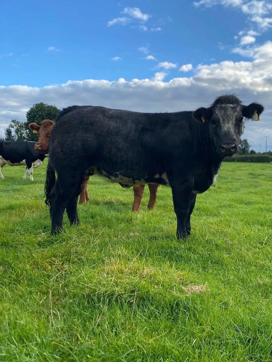 Bulling heifers - Image 3