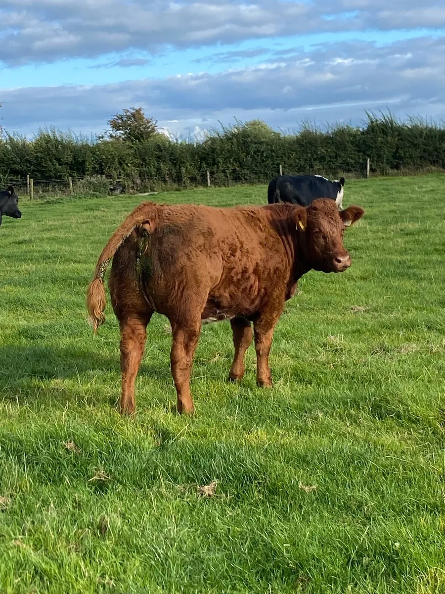 Bulling heifers - Image 4