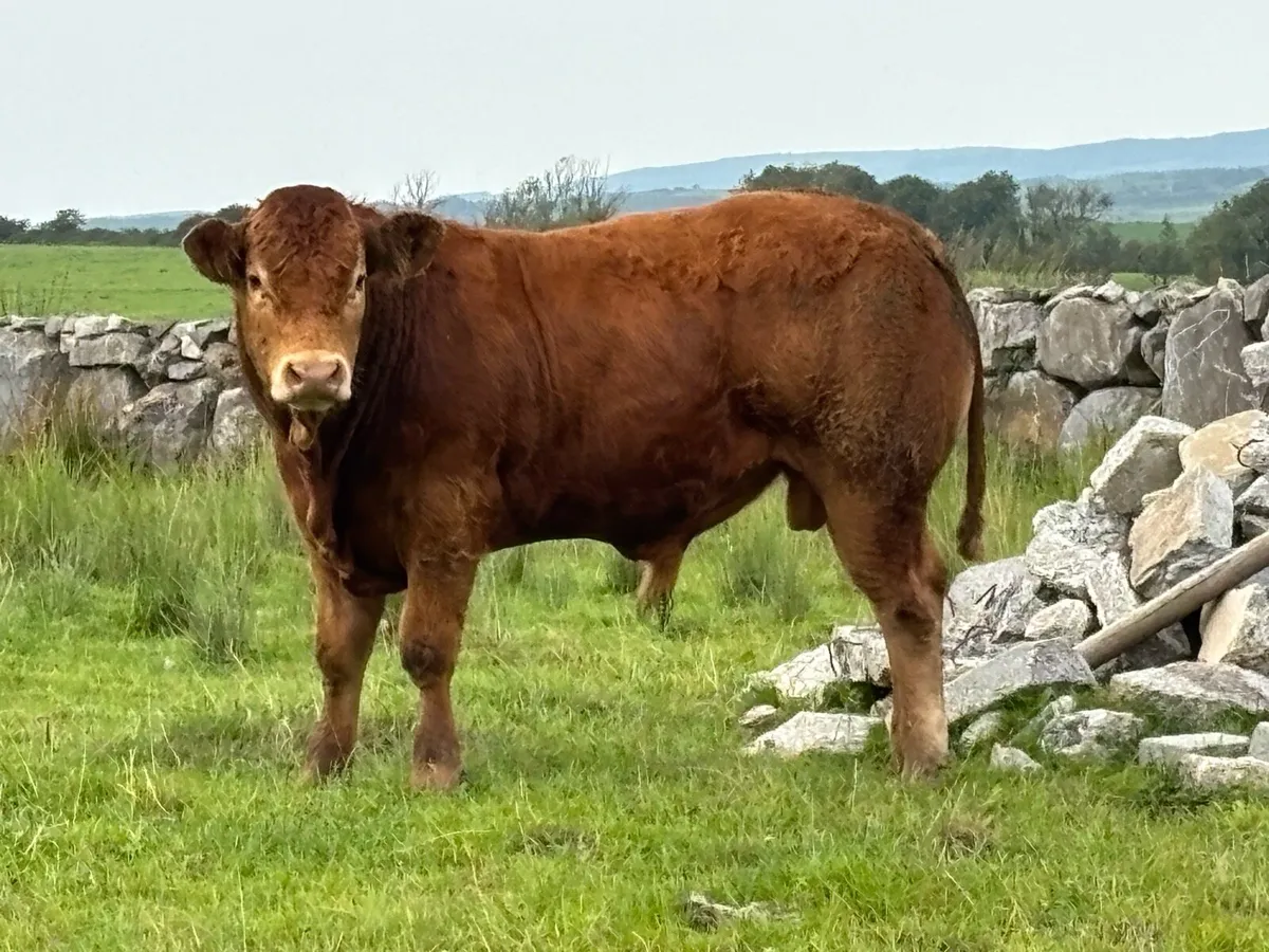 5* Limousin Bull - Image 4