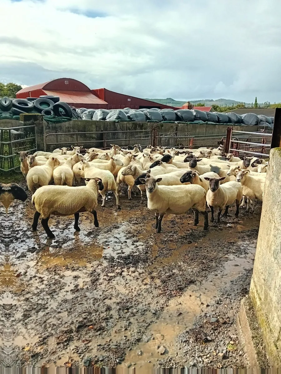 Sheep - 70 breeding ewes - Image 1