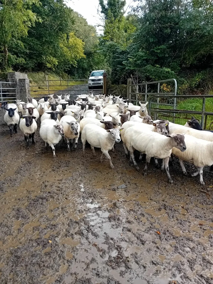 Sheep - 70 breeding ewes - Image 2
