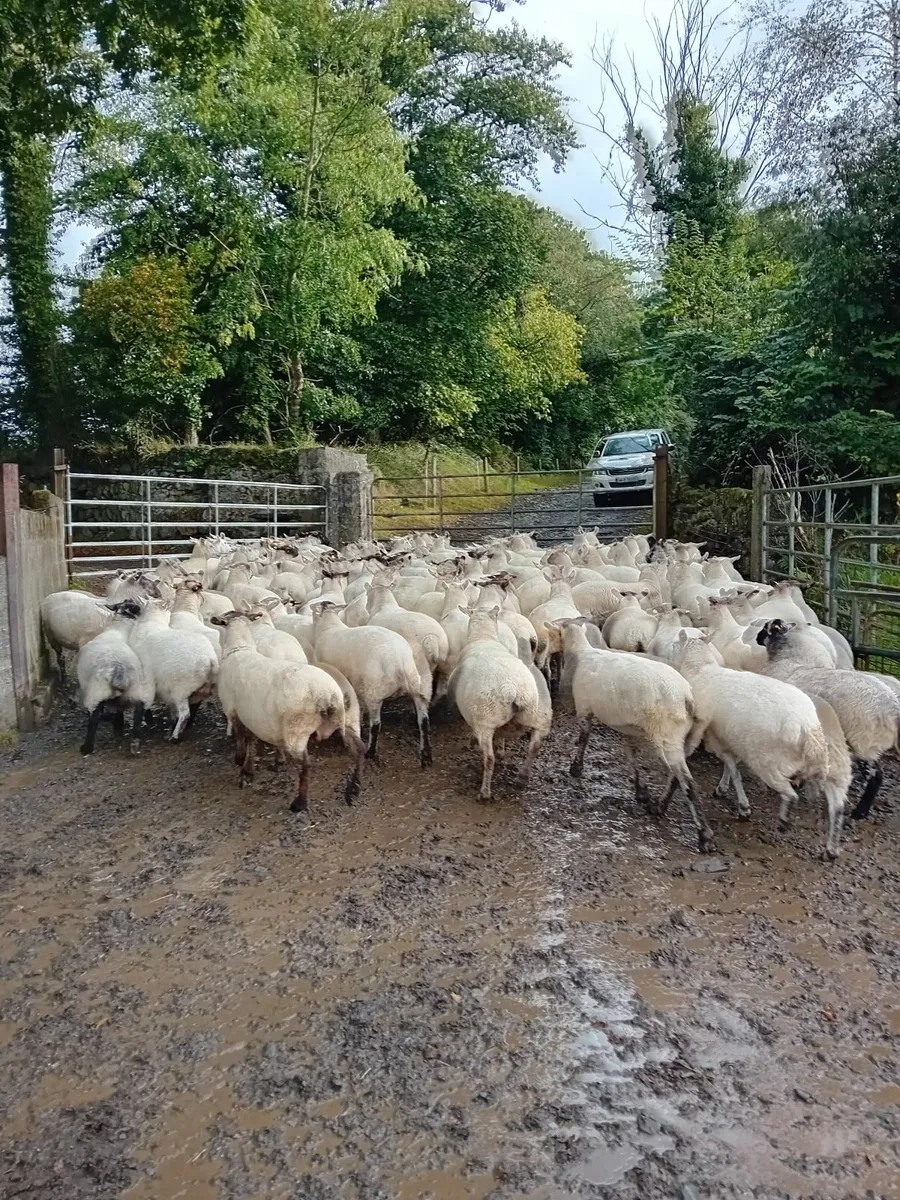 Sheep - 70 breeding ewes - Image 3