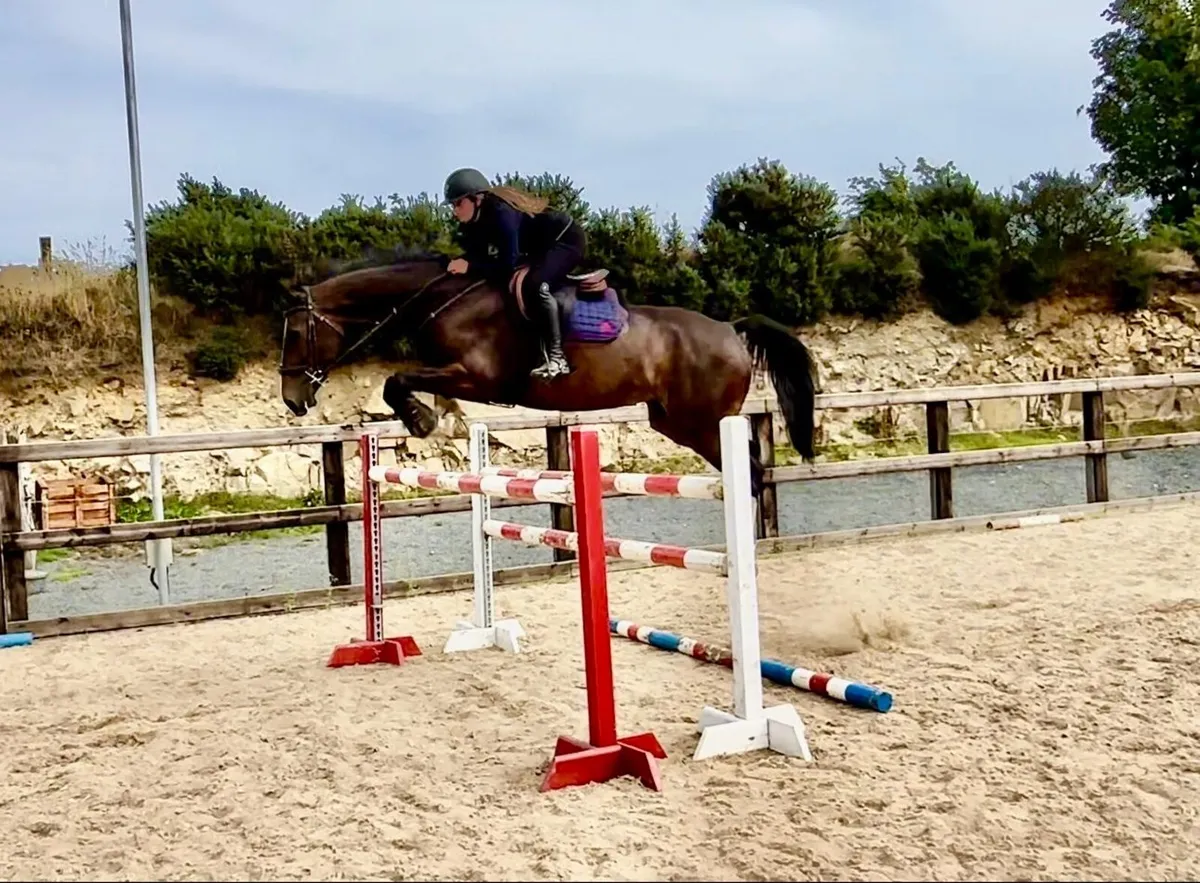 8 Yr Old Gelding Lot 317 Goresbridge - Image 2