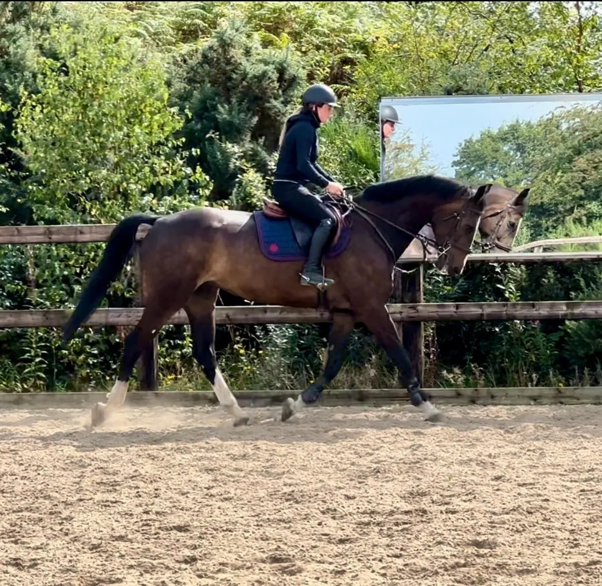 8 Yr Old Gelding Lot 317 Goresbridge - Image 3