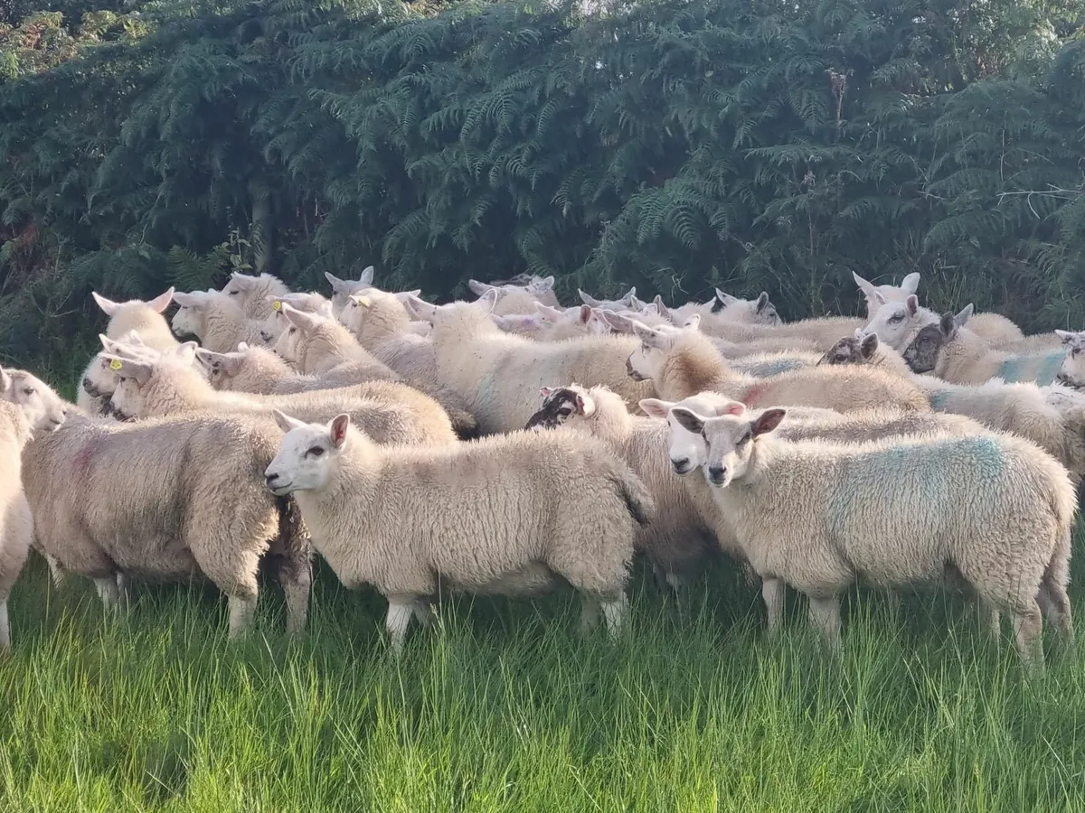 Sheep - Image 4