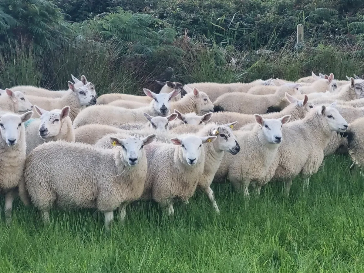Sheep - Image 1