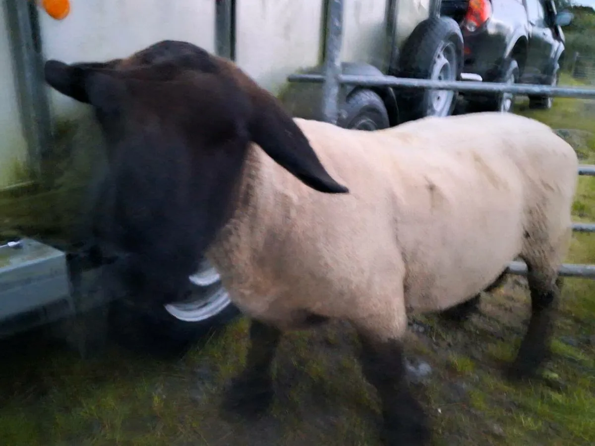 Suffolk ram - Image 1