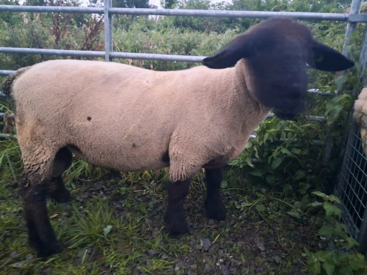 Suffolk ram - Image 3
