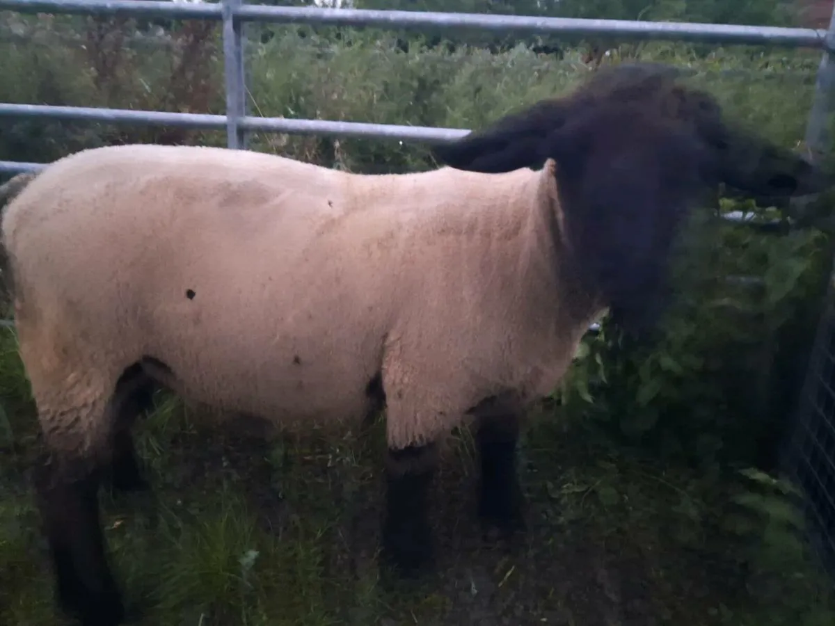 Suffolk ram - Image 4