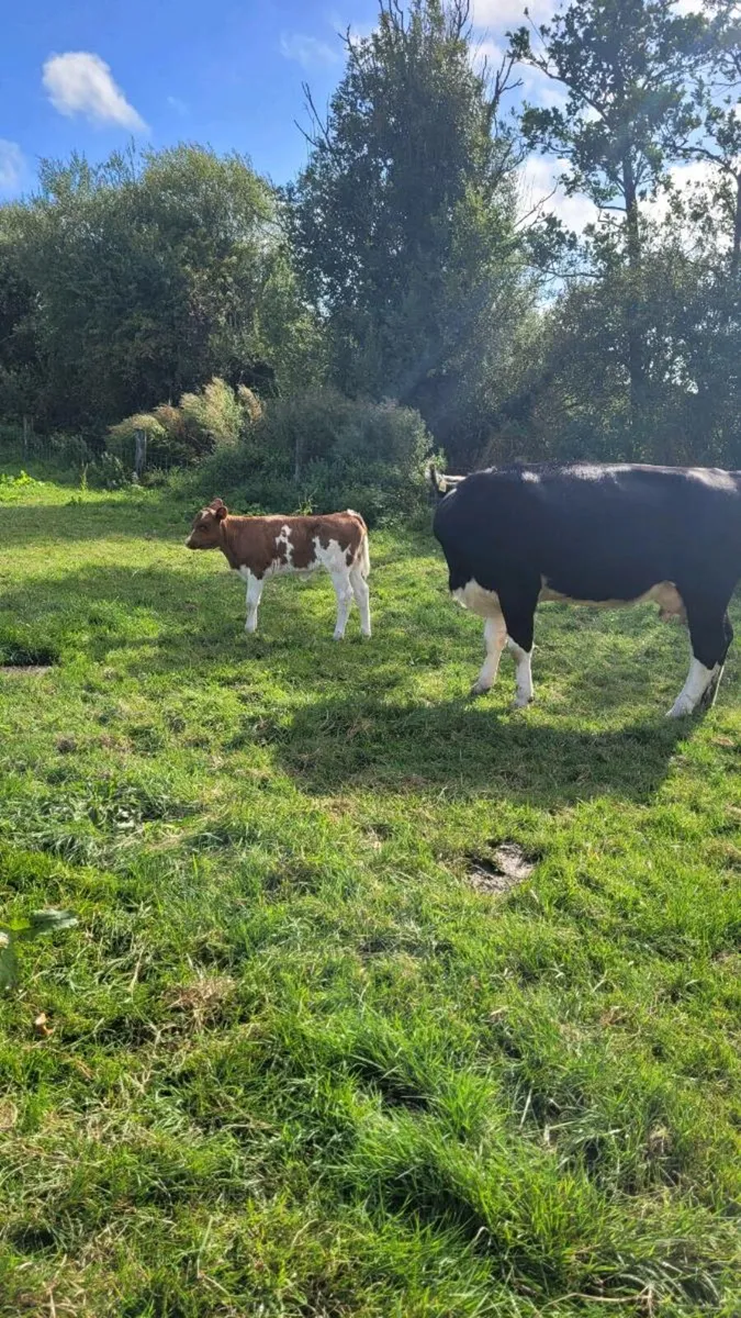 Hereford heifer with calf - Image 2