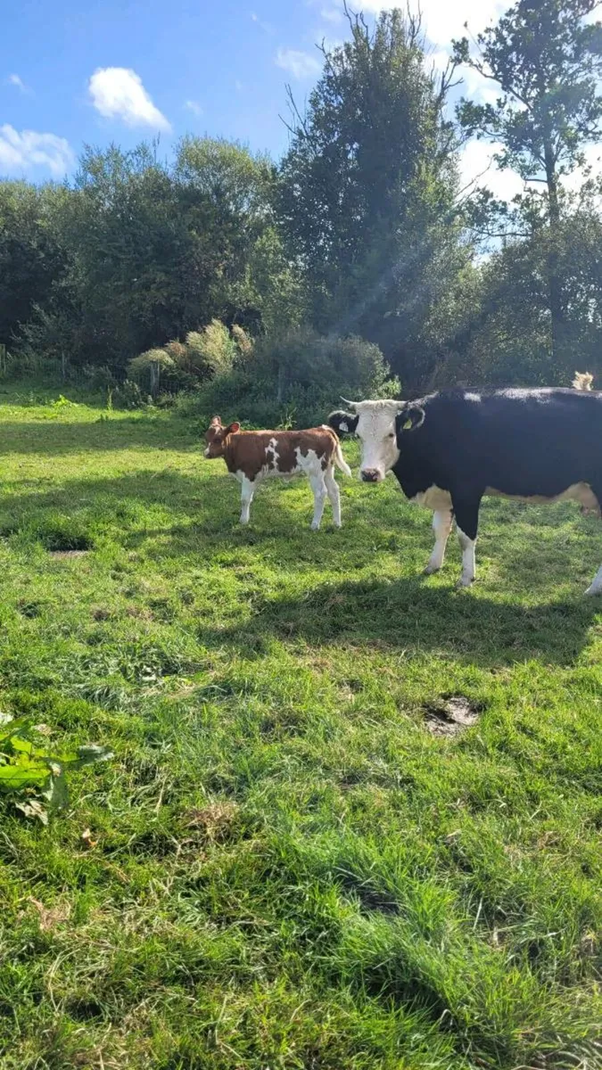 Hereford heifer with calf - Image 3