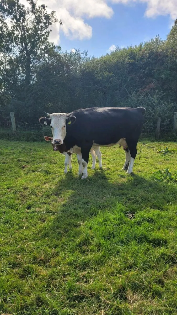 Hereford heifer with calf - Image 4