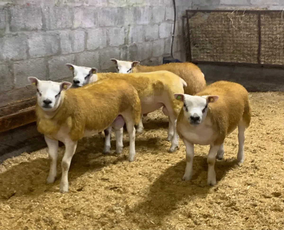 SIS PBR TEXEL RAM & PBR EWE LAMBS - Image 1