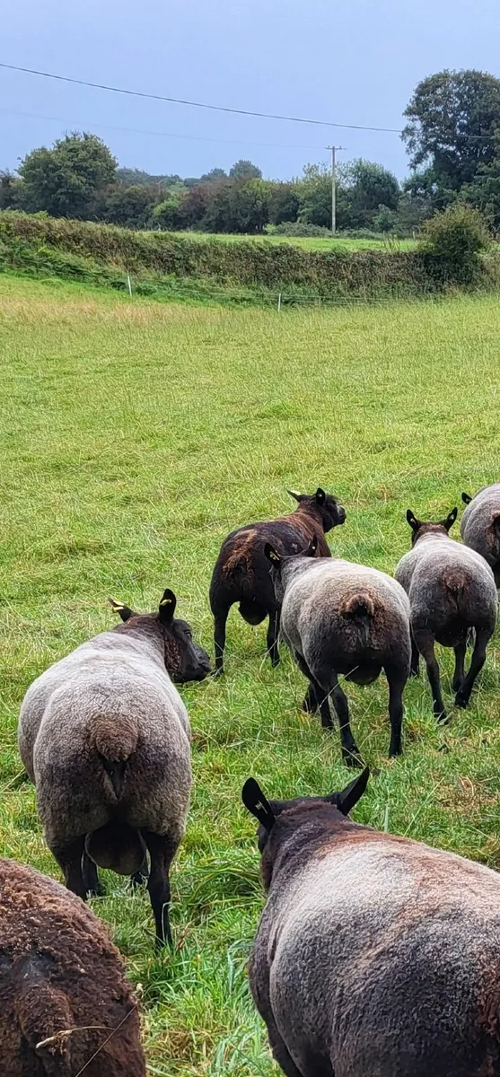 Sis rams for sale