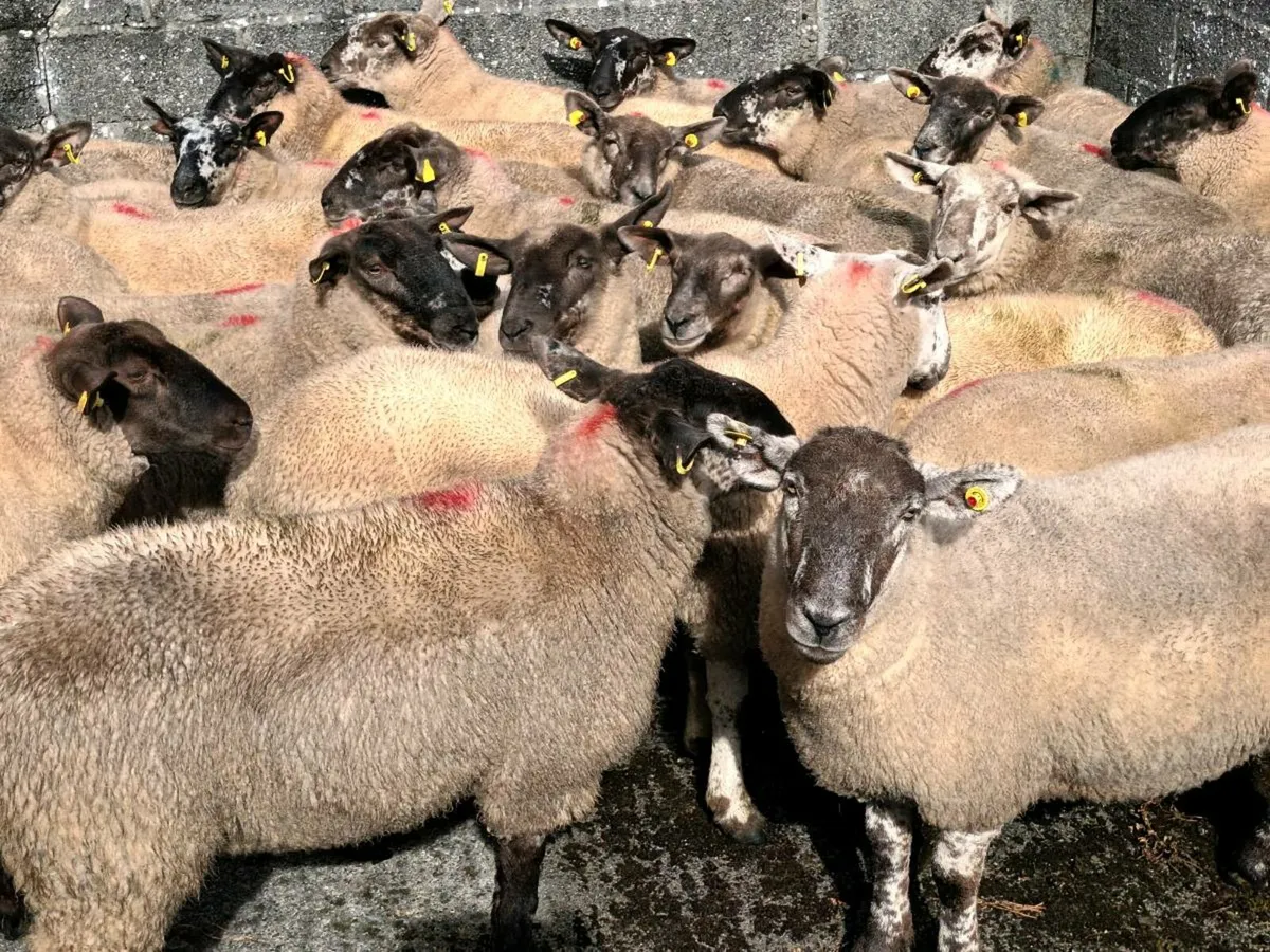 28 SPECKLED HOGGET EWES FOR SALE - Image 1