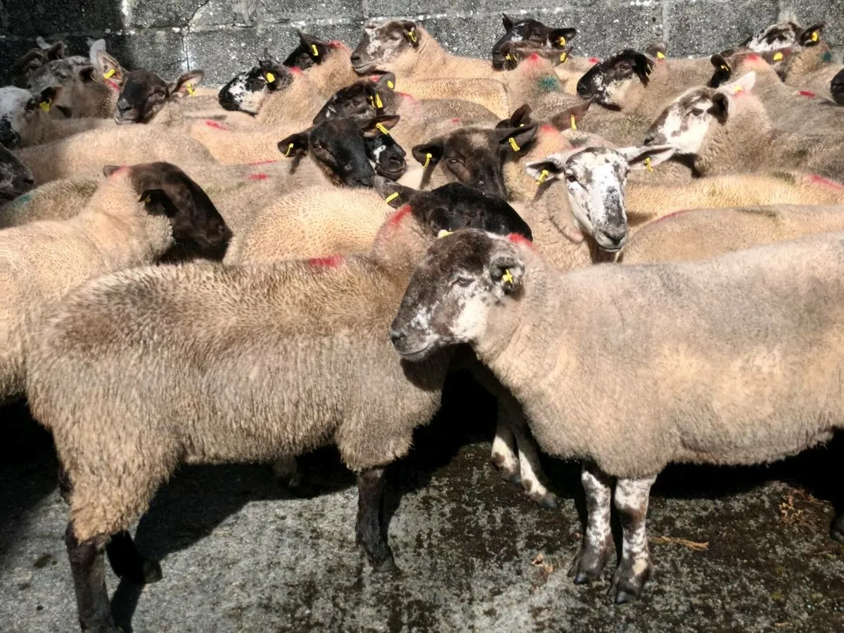 28 SPECKLED HOGGET EWES FOR SALE - Image 3