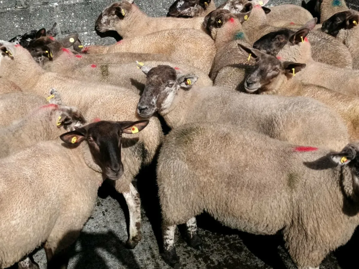 28 SPECKLED HOGGET EWES FOR SALE - Image 4