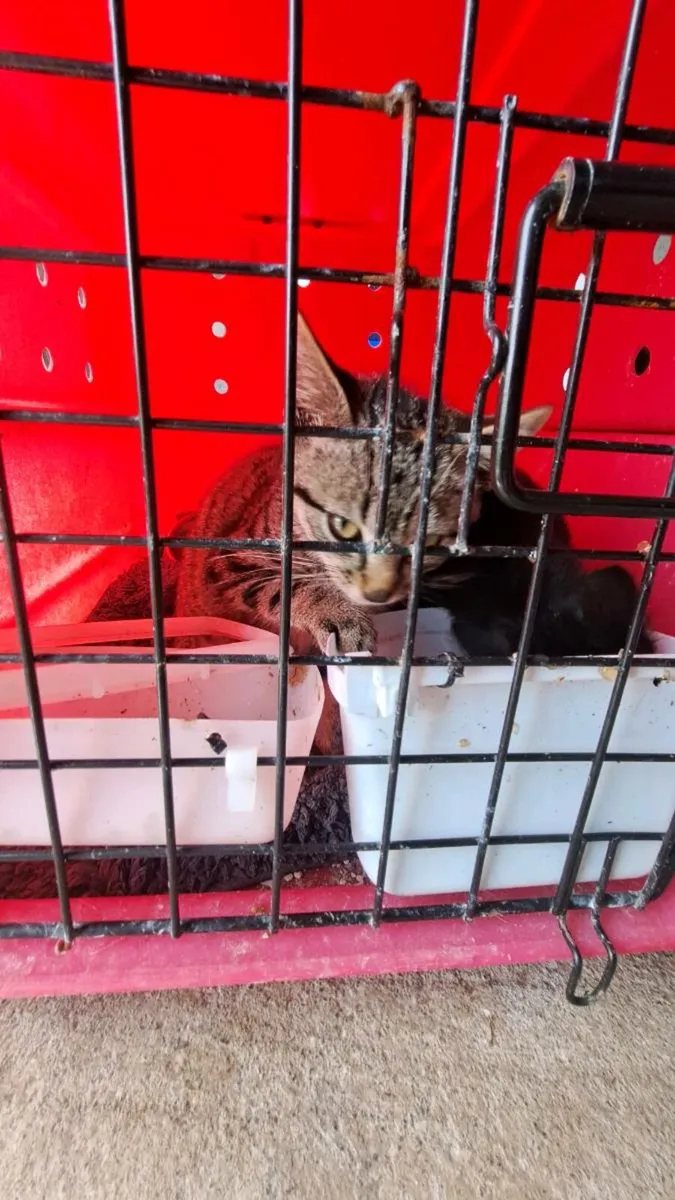 Kittens - Image 1