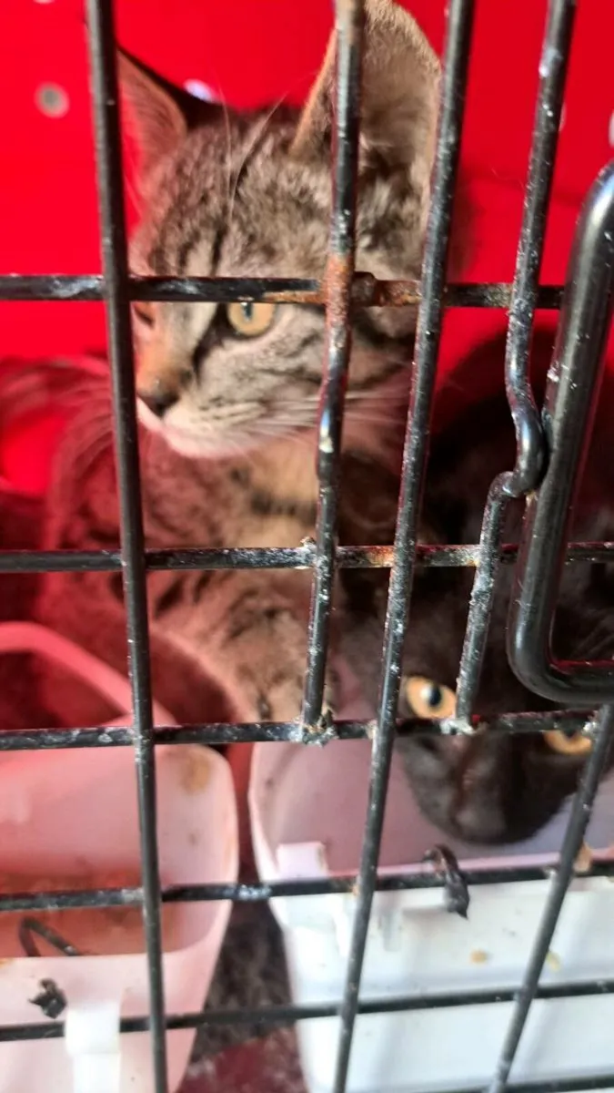 Kittens - Image 3