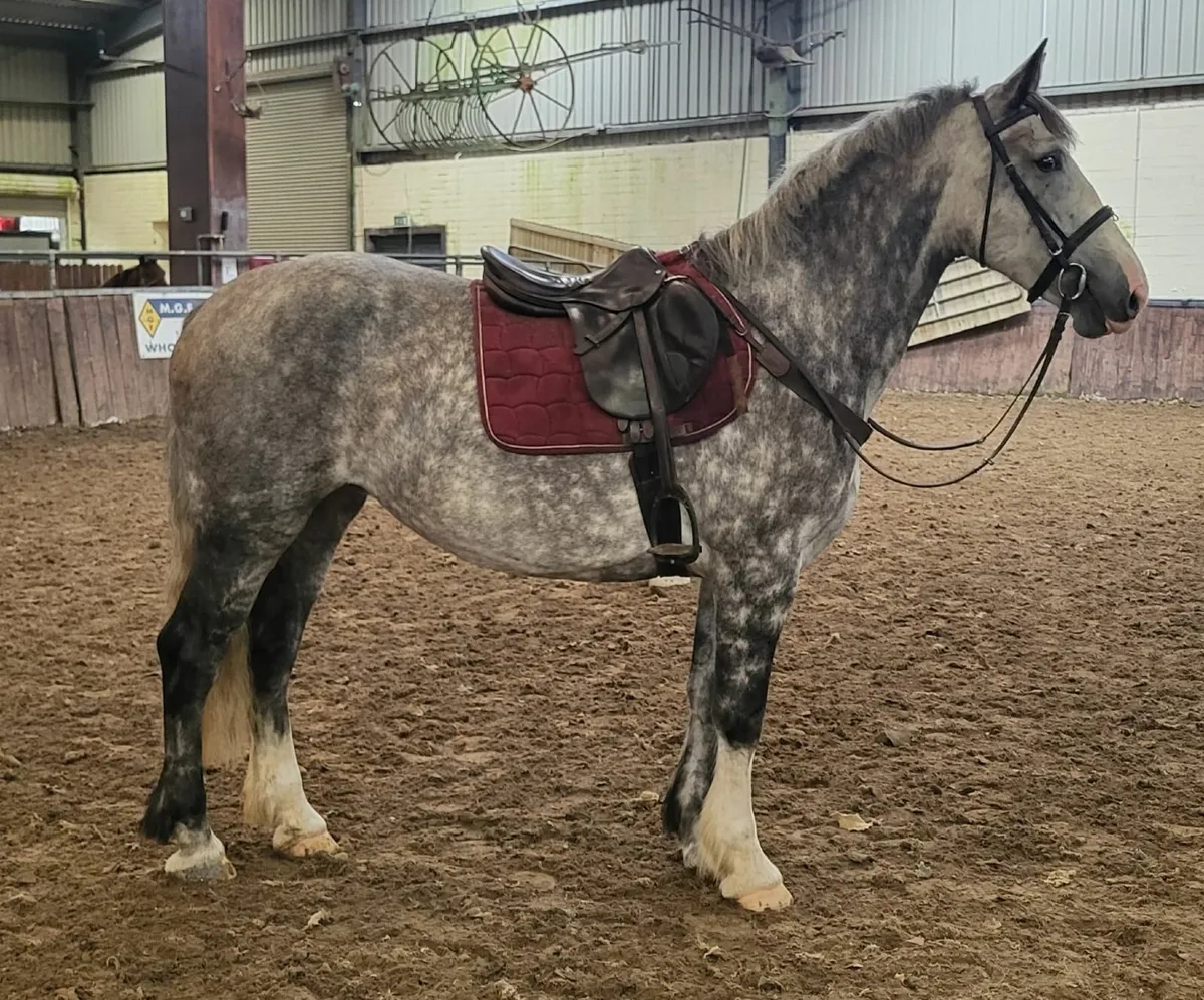 Lot No. 426 Goresbridge Sales Thursday 04th Sept - Image 1