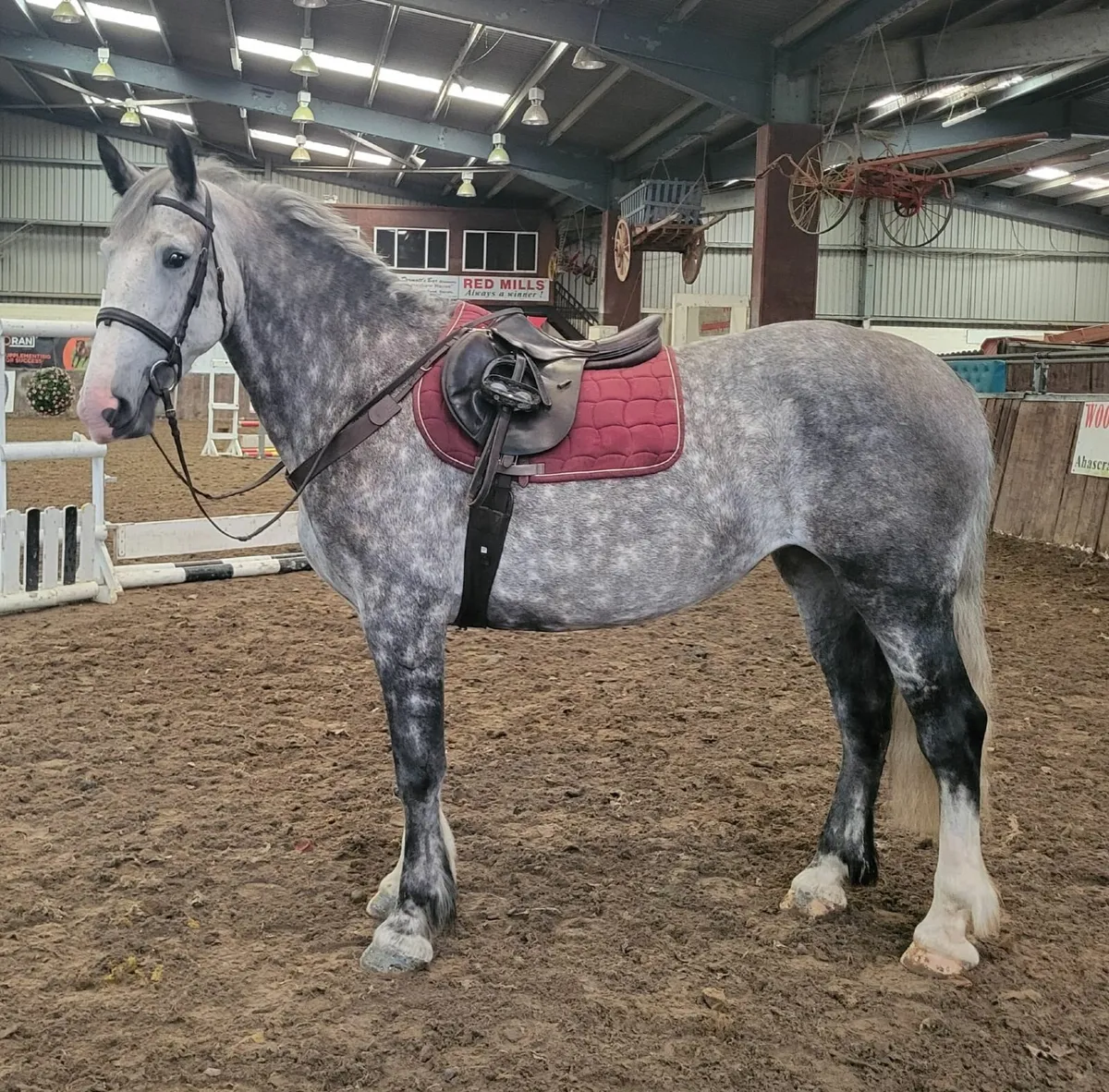 Lot No. 426 Goresbridge Sales Thursday 04th Sept - Image 3
