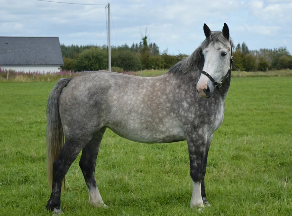 Lot No. 426 Goresbridge Sales Thursday 04th Sept - Image 4