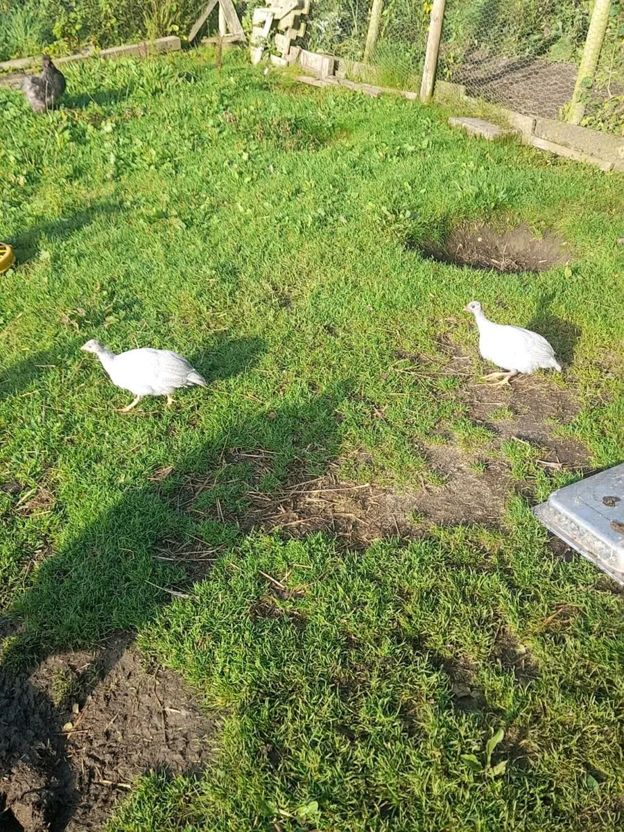 Guinea Fowl - Image 2