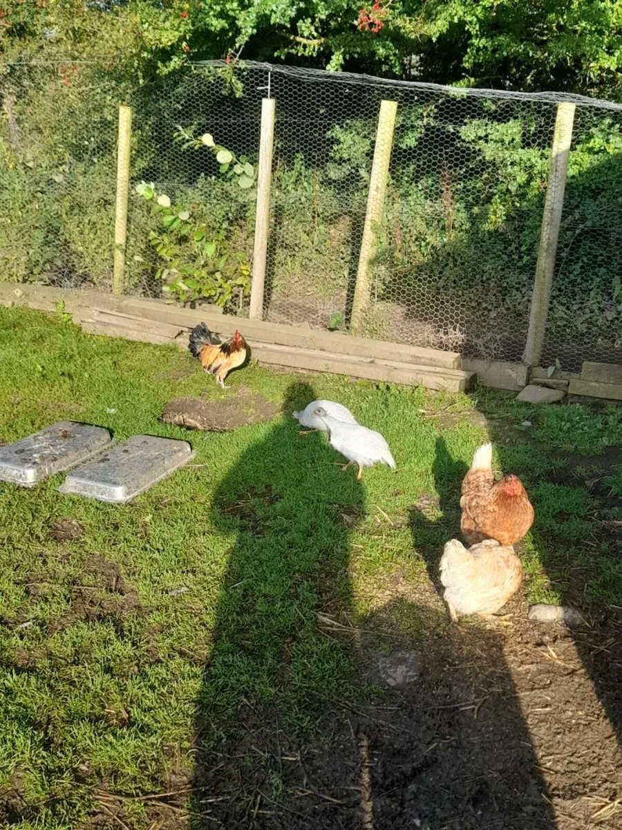 Guinea Fowl - Image 3