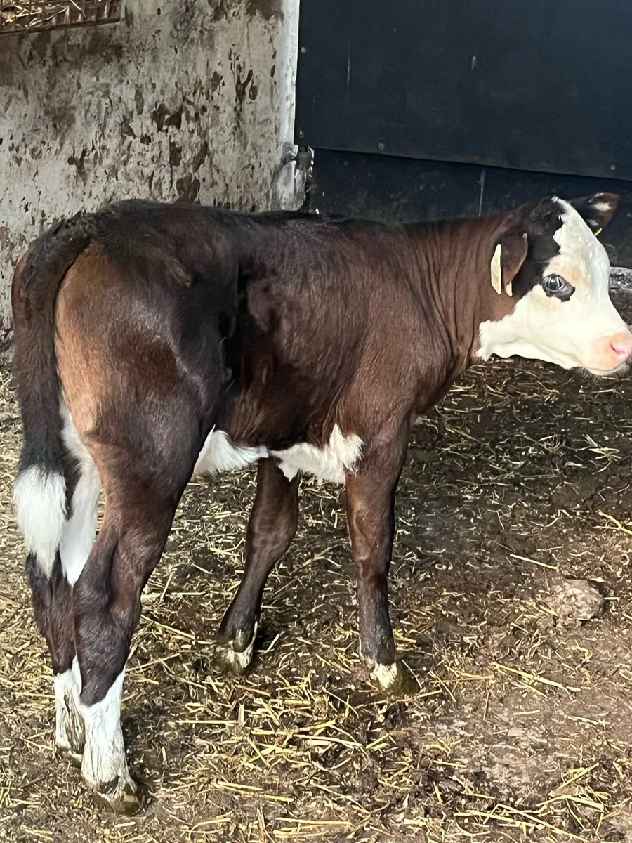 Super Heifer calf - Image 2