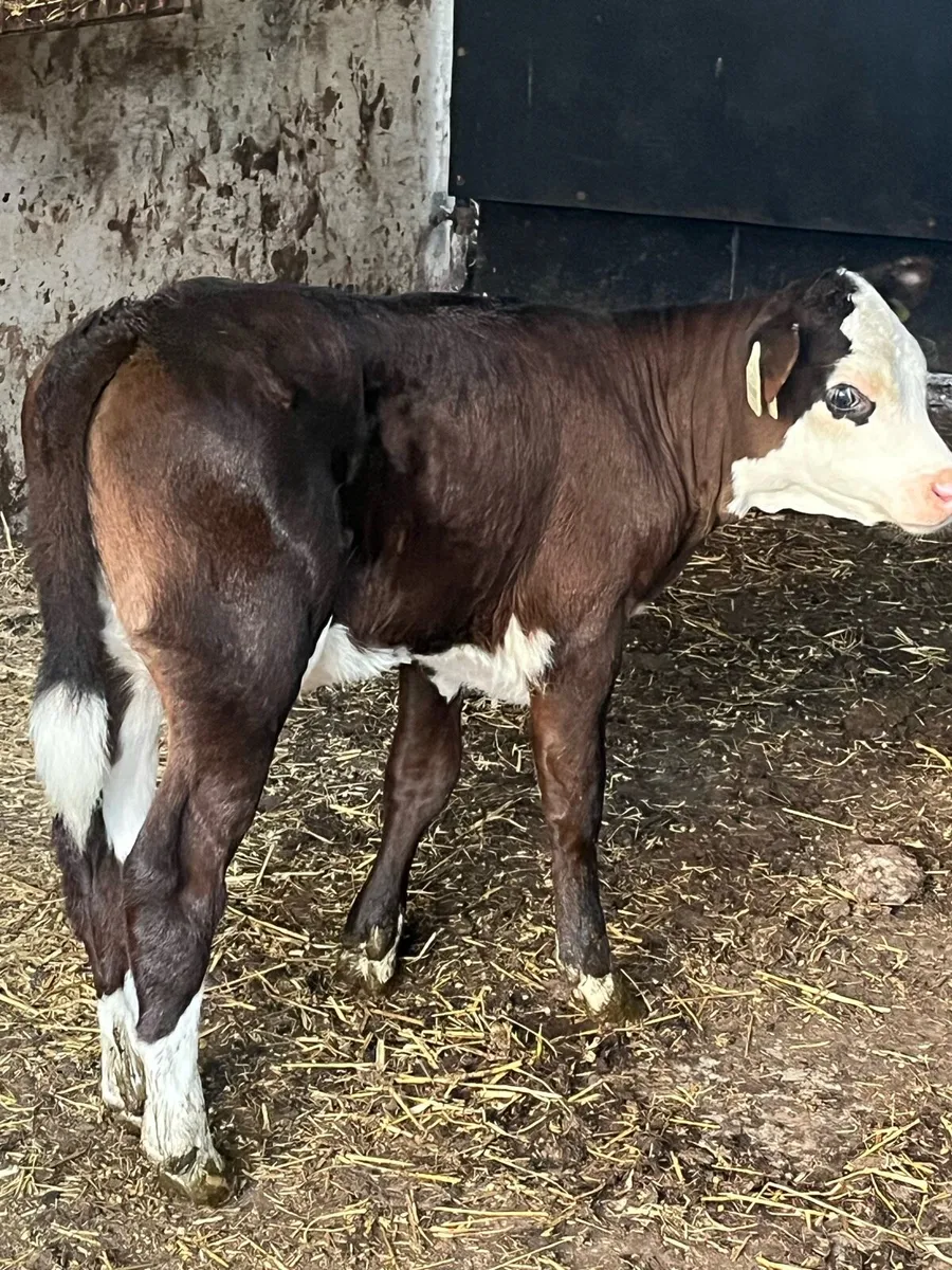 Super Heifer calf - Image 3